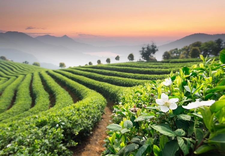 5 smartphone cao cấp được chuộng nhất thị trường xách tay